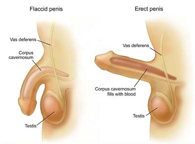 阳痿的医治方法